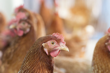 Brown chicken waiting feed in stall at the farm. Hen indoor on a farm yard in Thailand. Close up eyes and blur background. Portrait animal.