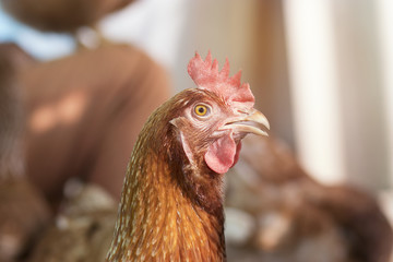 Brown chicken waiting feed in stall at the farm. Hen indoor on a farm yard in Thailand. Close up eyes and blur background. Portrait animal.