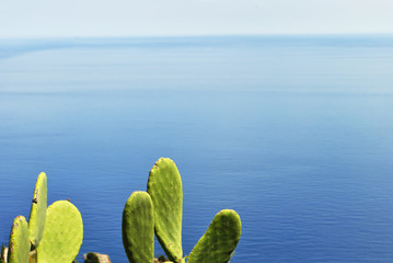 beautiful cactus plants with mediterranean sea in background