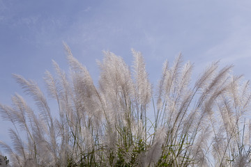 Fototapeta premium Flowering grass