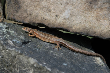 Viviparous Lizard (Zootoca vivipara)/Common Lizard basking on lichen covered stone wall