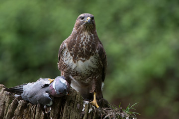 Common Buzzard (Buteo buteo)/Common Buzzard perched on prey in the centre of a forest