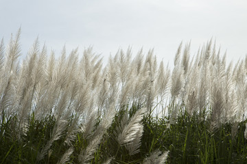 Obraz premium Flowering grass
