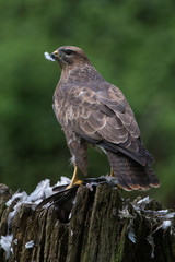 Common Buzzard (Buteo buteo)/Common Buzzard perched on prey in the centre of a forest