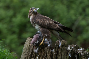 Common Buzzard (Buteo buteo)/Common Buzzard perched on prey in the centre of a forest