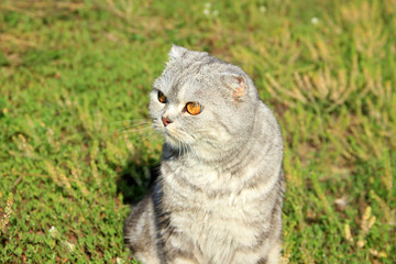 Scottish cat on the grass