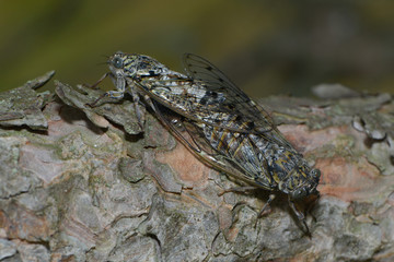 Zwei Cigalen bei der Paarung