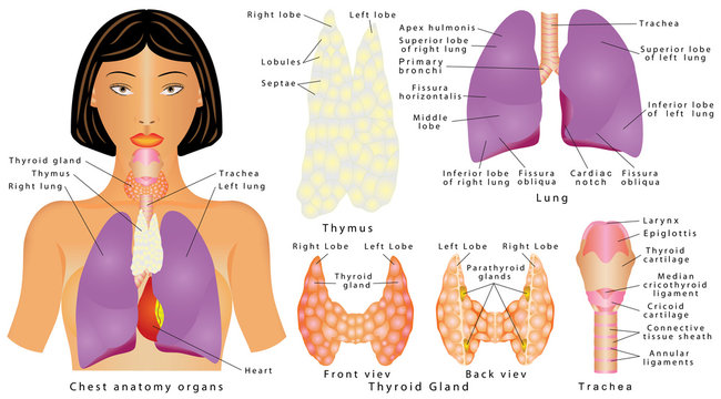 Female Human Internal Organs 