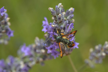 Roter Ampferglasfügler auf einer Lavendelblüte