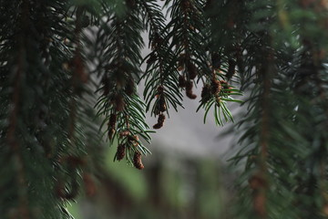 Pine 