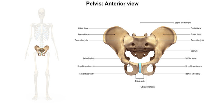 Skeleton_Pelvis_Anterior view