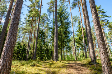 summer forest trees. nature green wood sunlight backgrounds