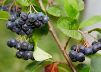 Aronia berries (Chokeberries) growing in the garden.