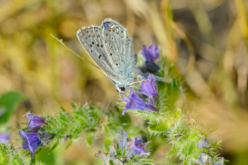 Bläuling saugt an einer Nektarblüte