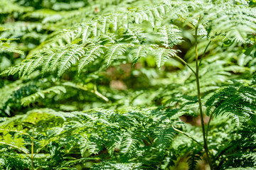 beautiful green Fern leaves under sunlight in the woods