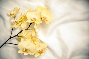 The branch of yellow orchids on white fabric background 