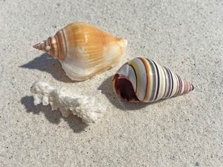 Seashells on Beach