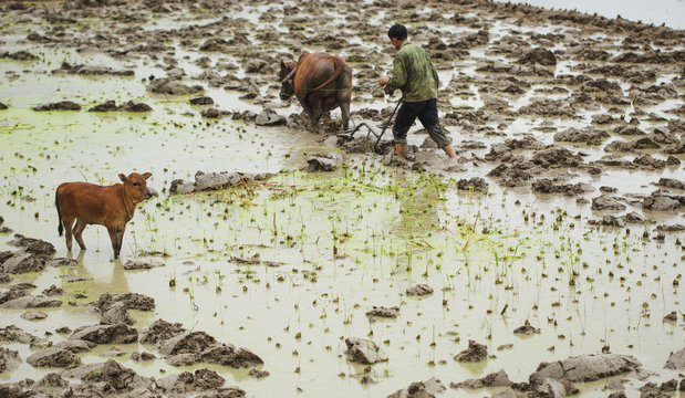 Farmer is ploughing