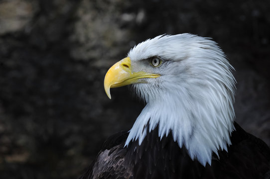 Bald eagle (Haliaeetus leucocephalus)