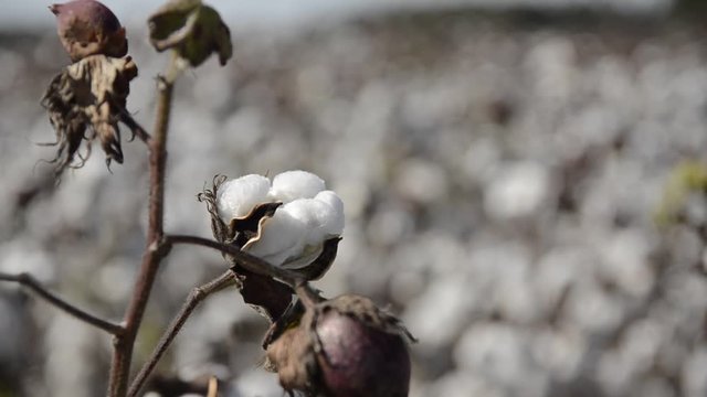 Close up, cotton fibers being to bloom