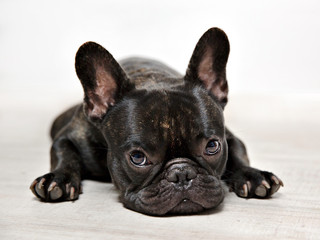 FOTOS BULLDOG FRANCES, SESION DE ESTUDIO.