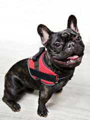 FOTOS BULLDOG FRANCES, SESION DE ESTUDIO.