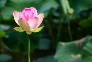 Gros plan sur une belle fleur de lotus rose qui fleurit sur un étang naturel