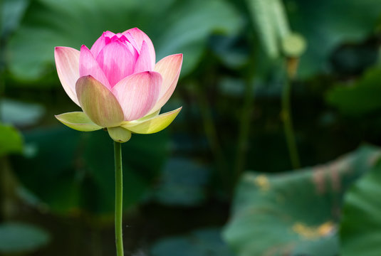 closeup of beautiful pink lotus flower blooming over natural pond