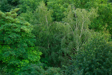 Lush foliage of trees use for background