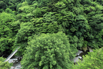 Fototapeta premium 荒川源流と川又吊り橋