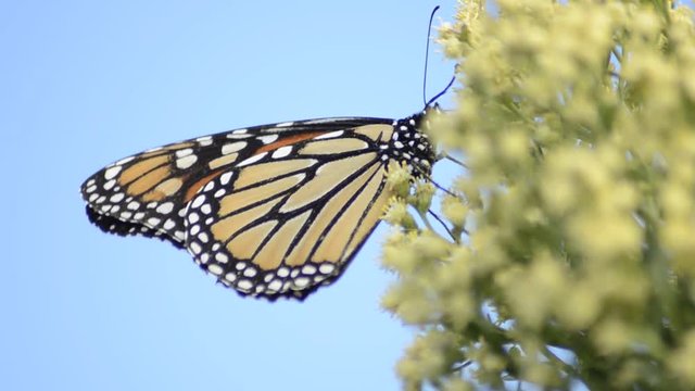 Extreme close up, Monarch butterfly on tropical tree