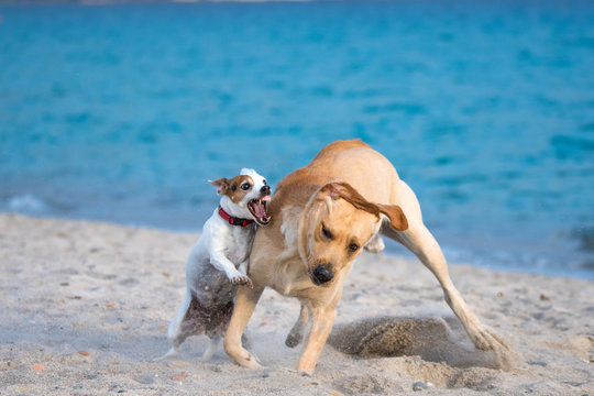 Little Jack Russel Terrier and Labrador playing on the beach