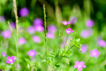 purple spring flowers on green background