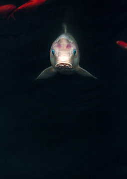Carp
