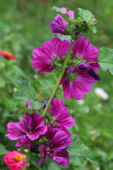 Big malva (Lavatera 'Burgundy Wine')