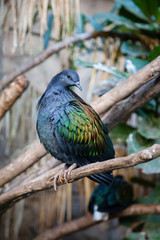 Nicobar Pigeon portrait  in Natural habitat