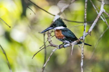 Kingfisher