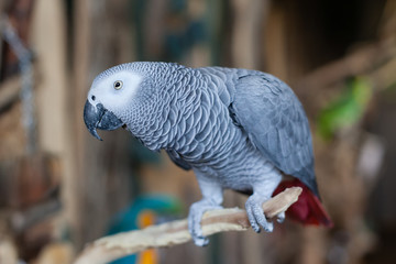 African Grey Parrot looks on and about to squawk