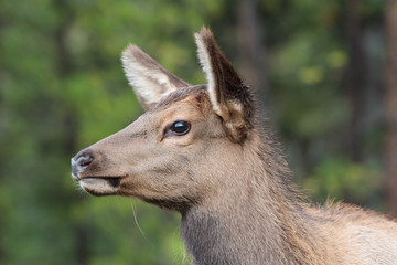 Elk of The Colorado Rocky Mountains