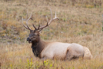 Elk of The Colorado Rocky Mountains