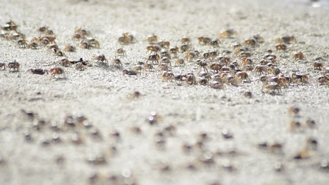 Close up, group of tiny crabs on marsh