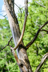 old dry tree against blue sky