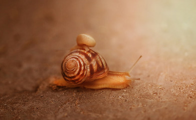 Bright photo of a macro snail