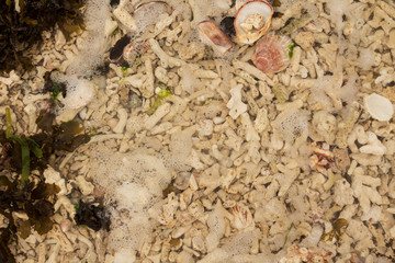 Korallen am Strand