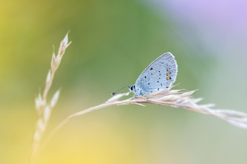 Beautiful nature scene with butterfly. Macro shot of butterfly on the flower. Butterfly in the nature habitat.