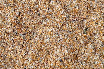 Photo shell texture on the beach