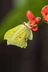 Beautiful nature scene with butterfly. Macro shot of butterfly on the flower. Butterfly in the nature habitat.
