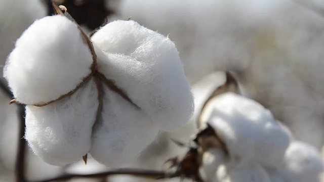 Close up, cotton blooms from plant stalk