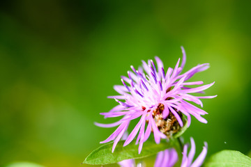 purple spring flowers on green background