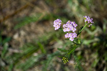 Розовый тысячелистник © irinaso